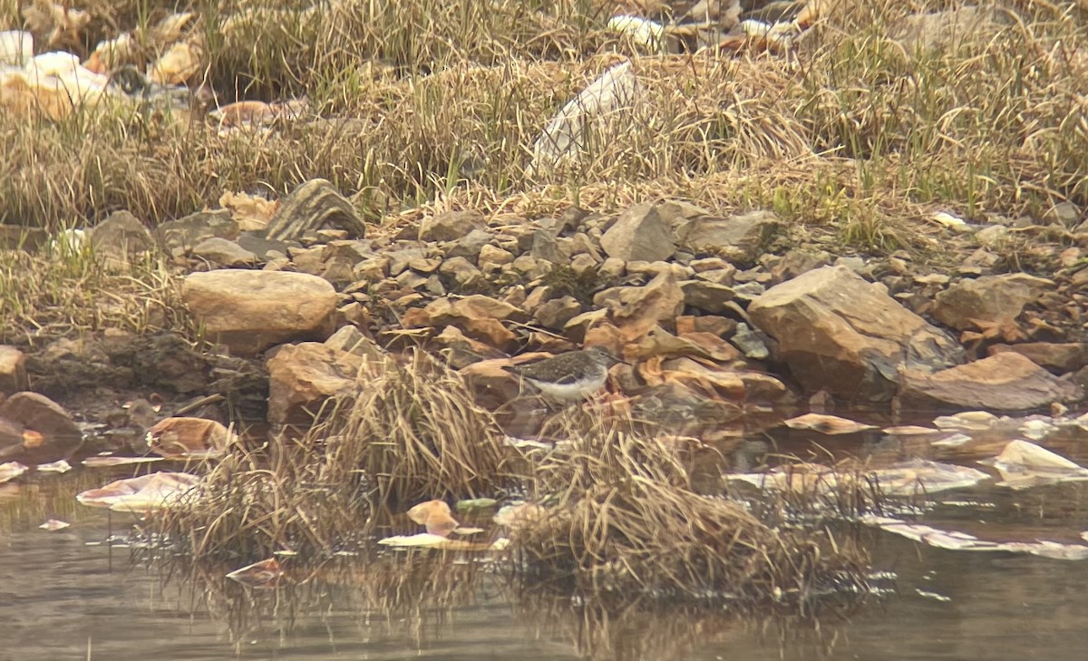 Solitary Sandpiper - ML620487029