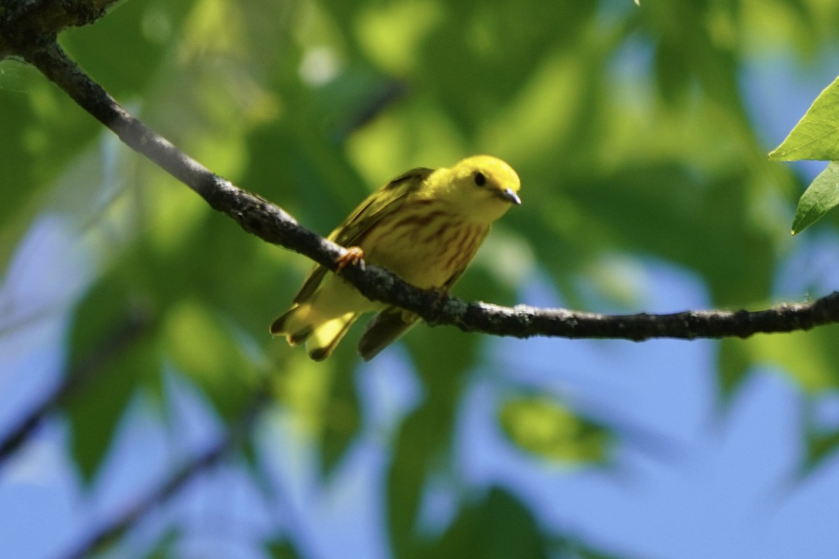 Yellow Warbler - Greg Hertler