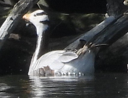 Bar-headed Goose - ML620487033