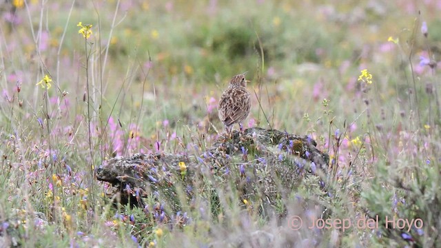 Dupont's Lark - ML620487036