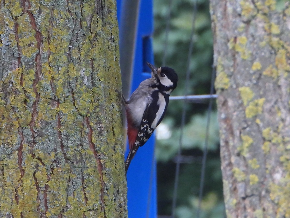 Great Spotted Woodpecker - ML620487038