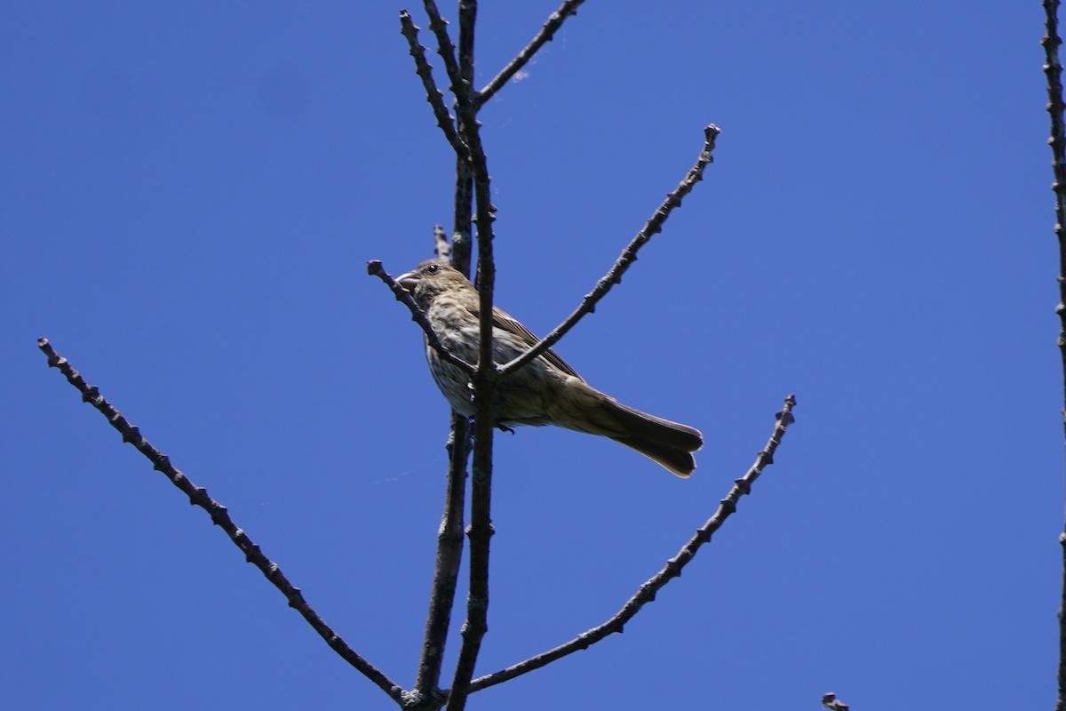 House Finch - ML620487043