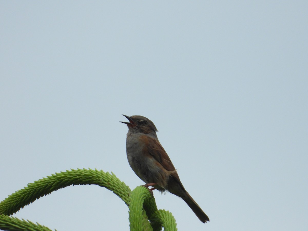 Dunnock - ML620487045