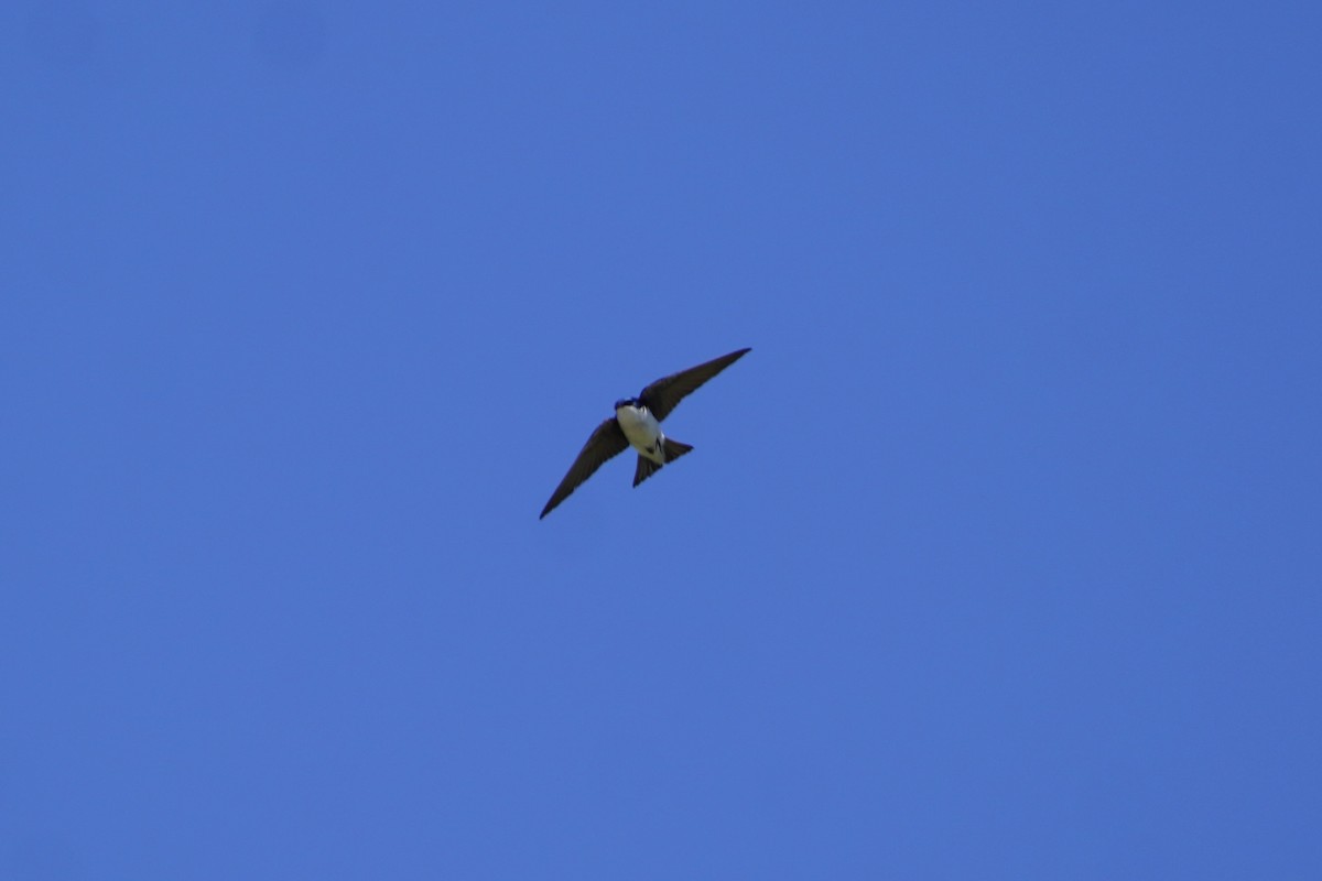 Tree Swallow - ML620487049