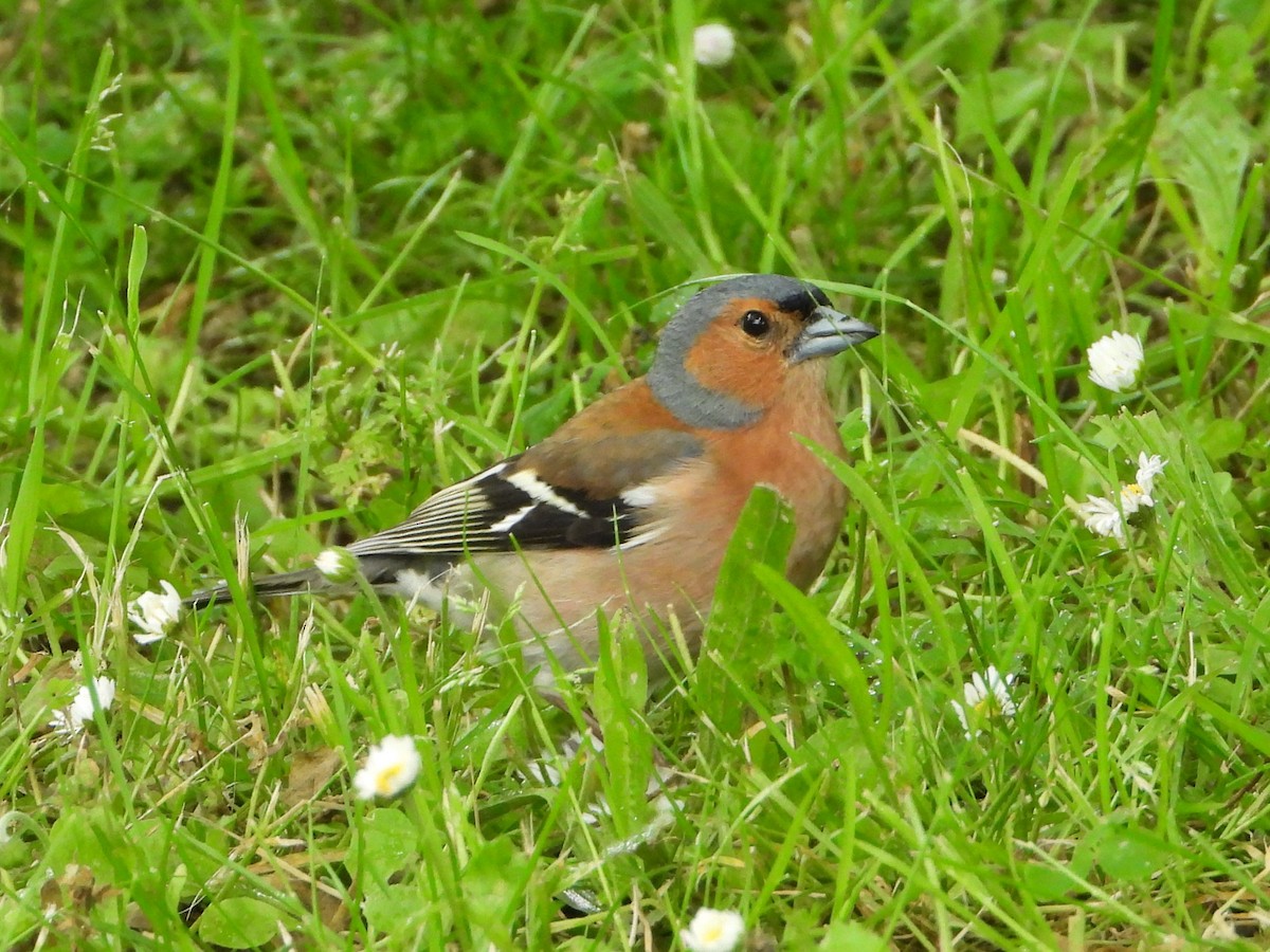 Common Chaffinch - ML620487052