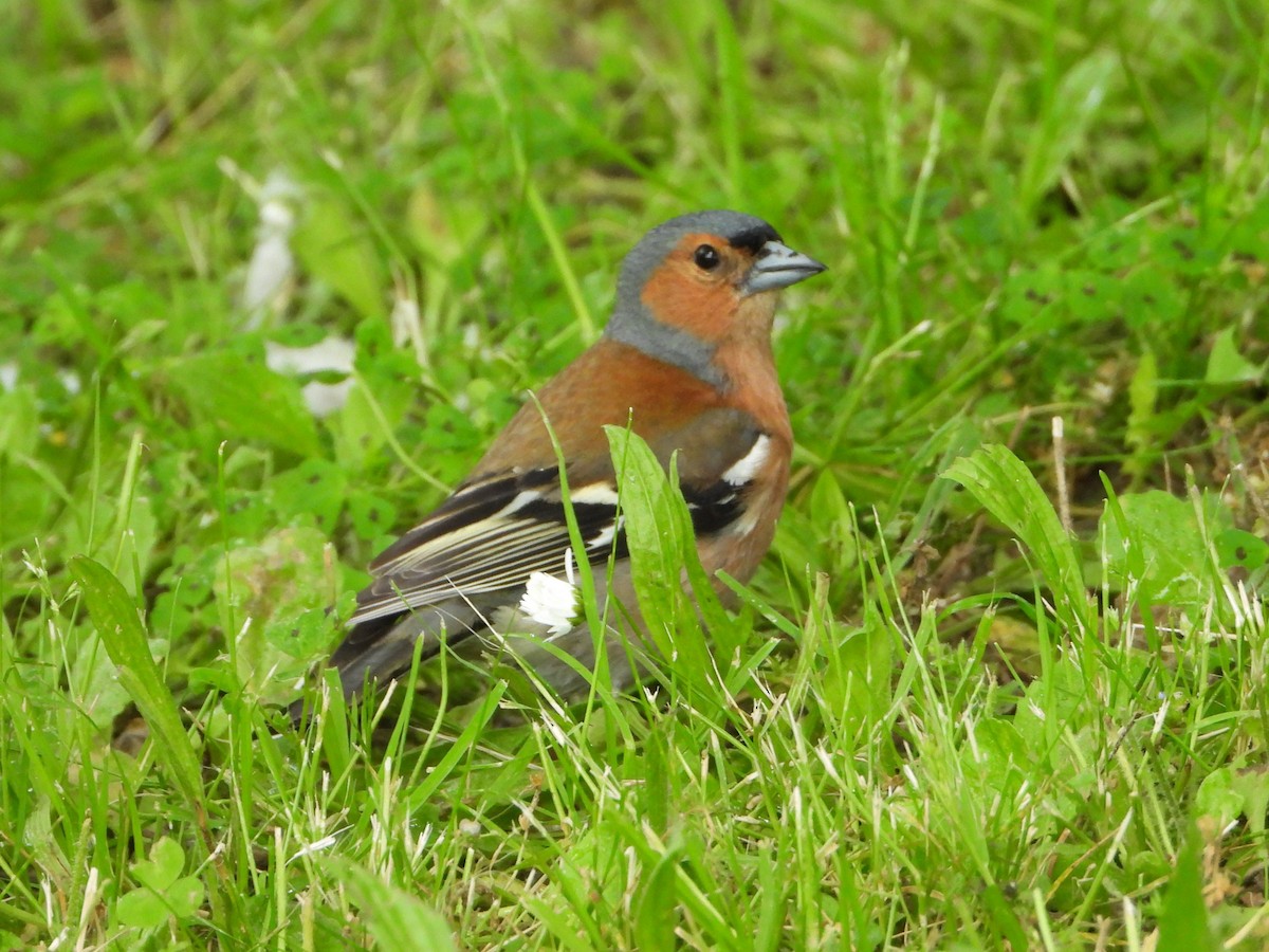 Common Chaffinch - ML620487053