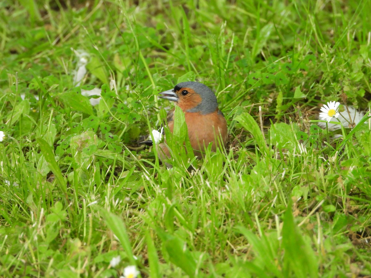 Common Chaffinch - ML620487054