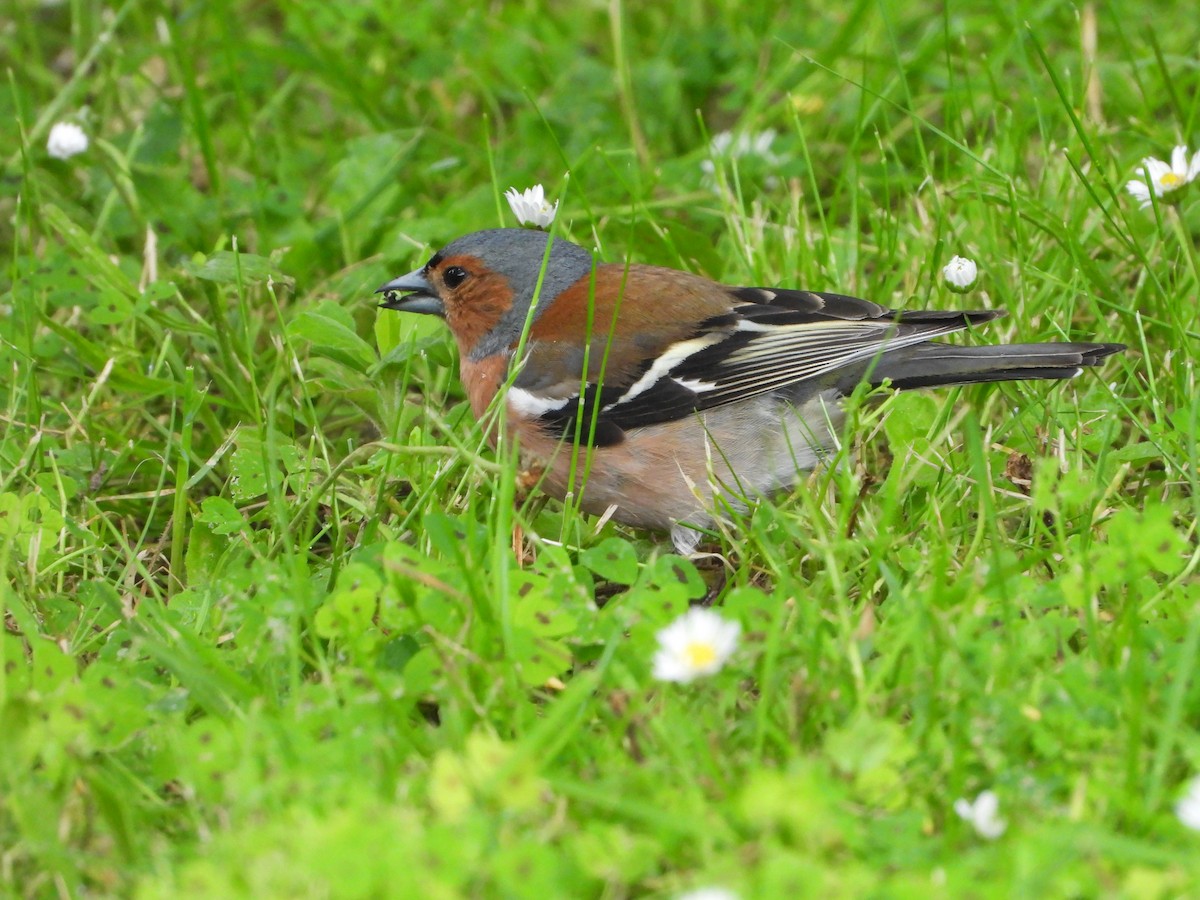 Common Chaffinch - ML620487055