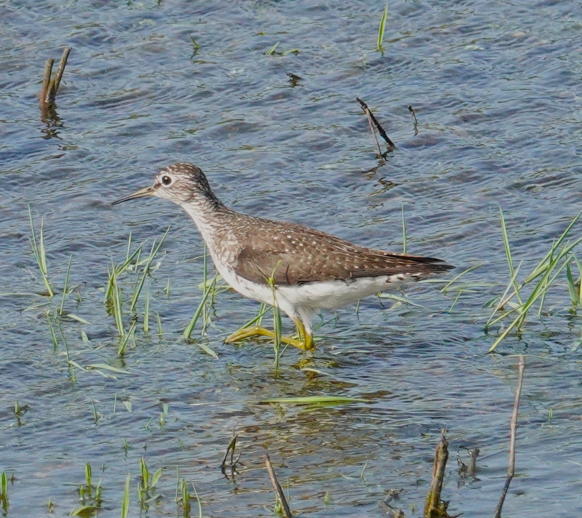 Least Sandpiper - ML620487060