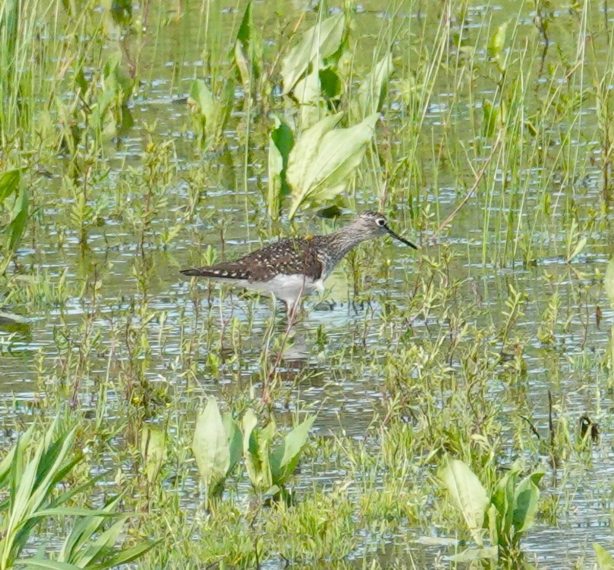 Solitary Sandpiper - Brian Lineaweaver