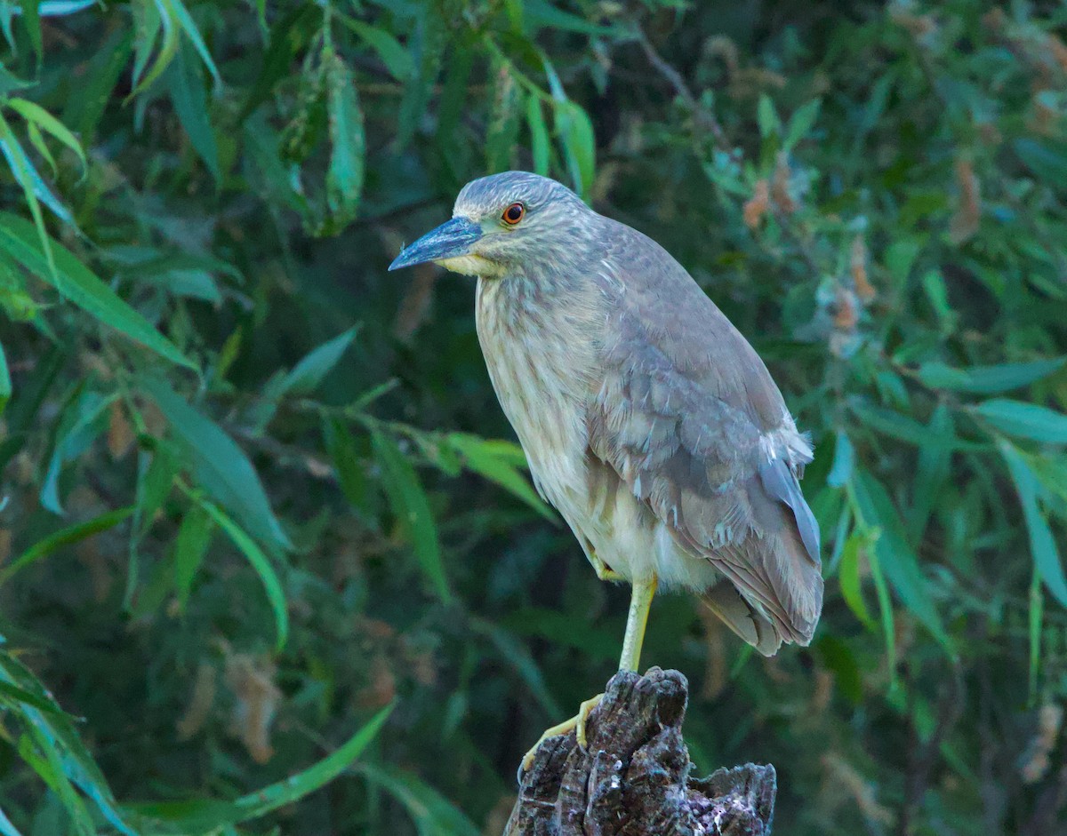 Black-crowned Night Heron - ML620487062