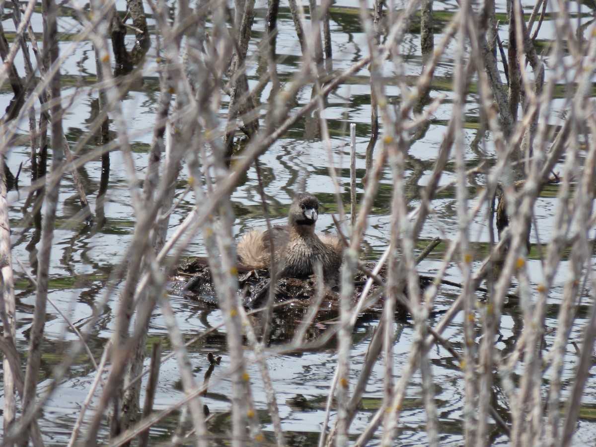 Pied-billed Grebe - ML620487064