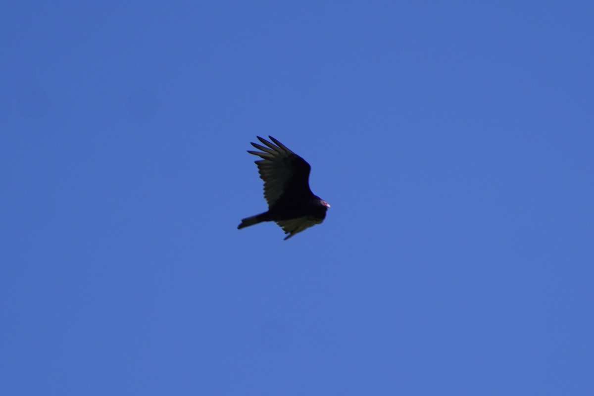 Turkey Vulture - ML620487068