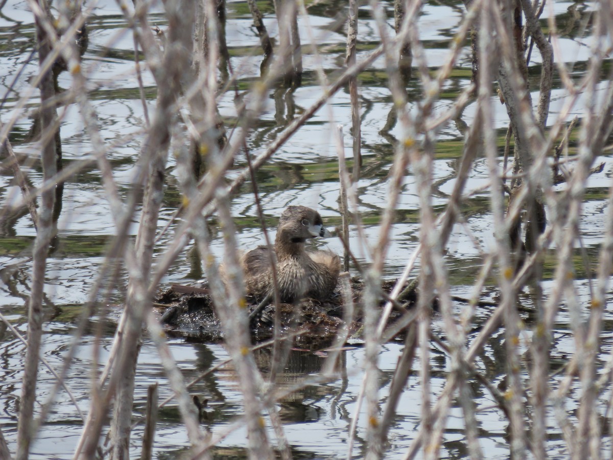 Pied-billed Grebe - ML620487069