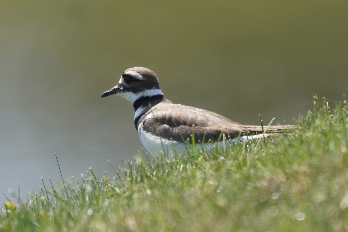 Killdeer - ML620487076