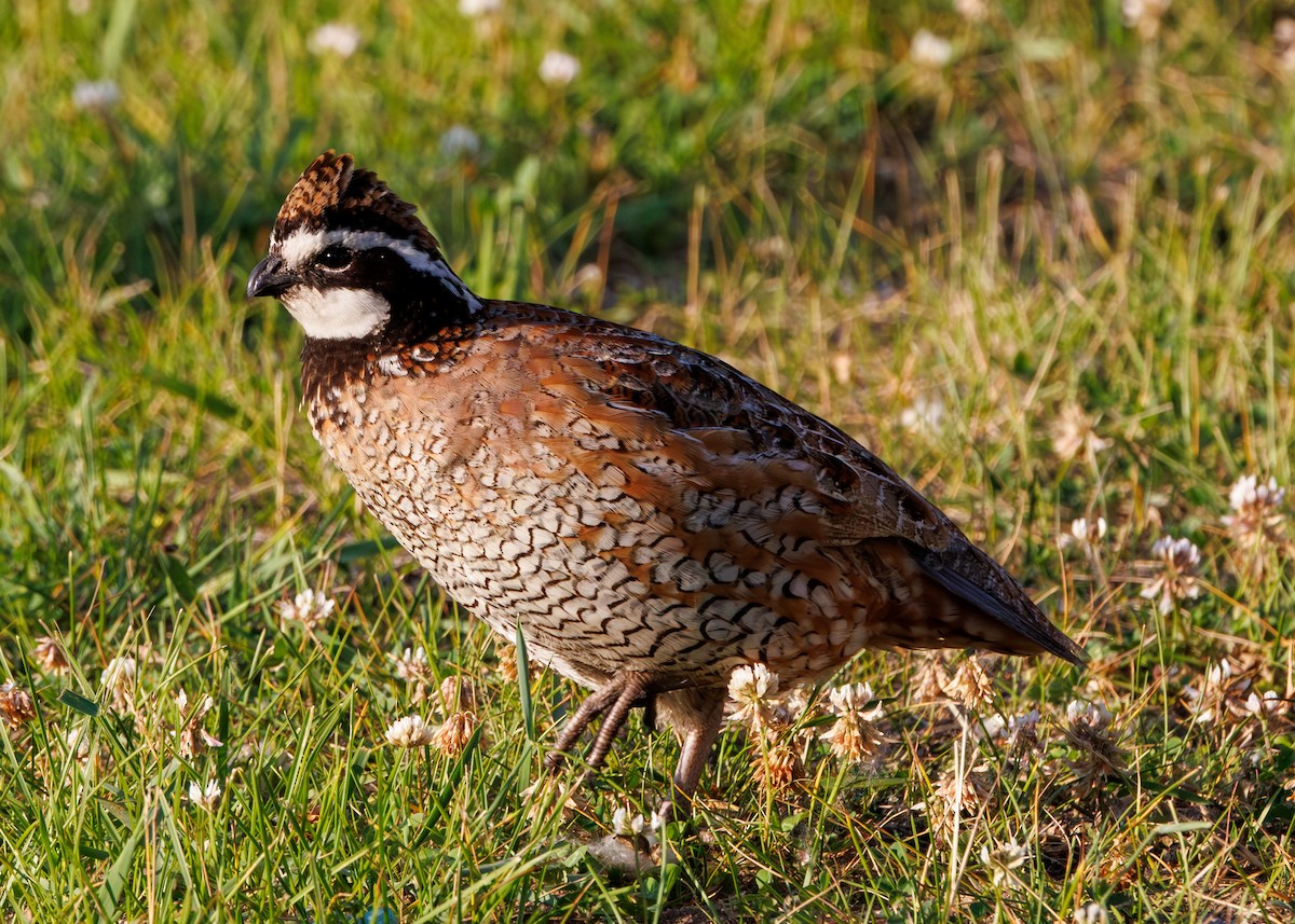 Northern Bobwhite - Nat Carmichael