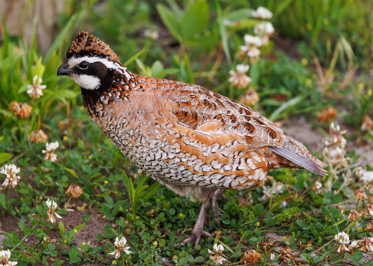 Northern Bobwhite - ML620487078