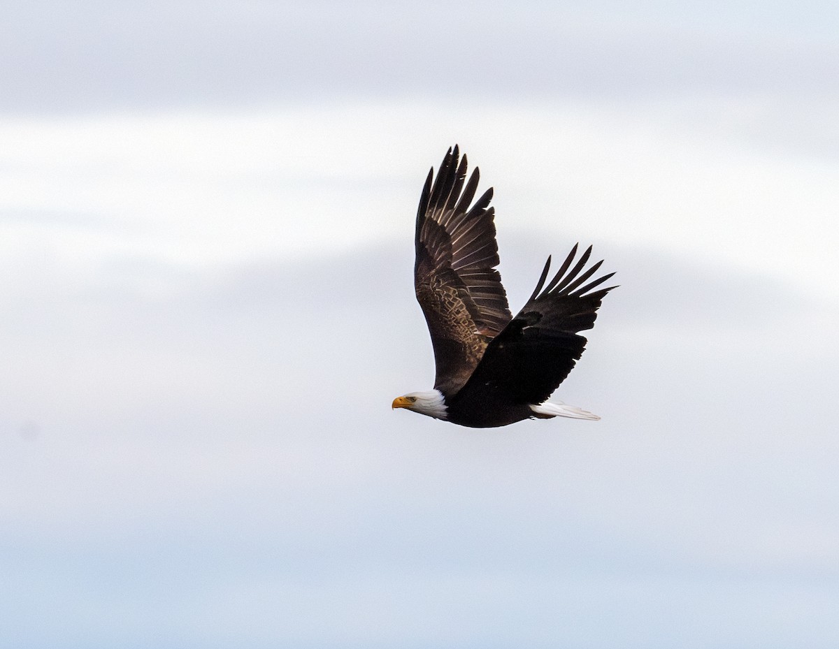 Weißkopf-Seeadler - ML620487081