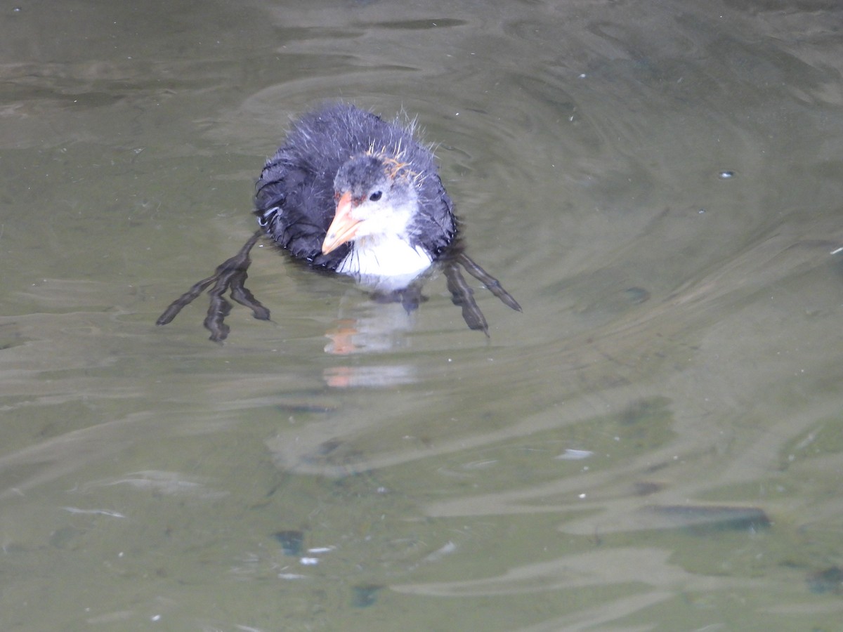 Eurasian Coot - ML620487082