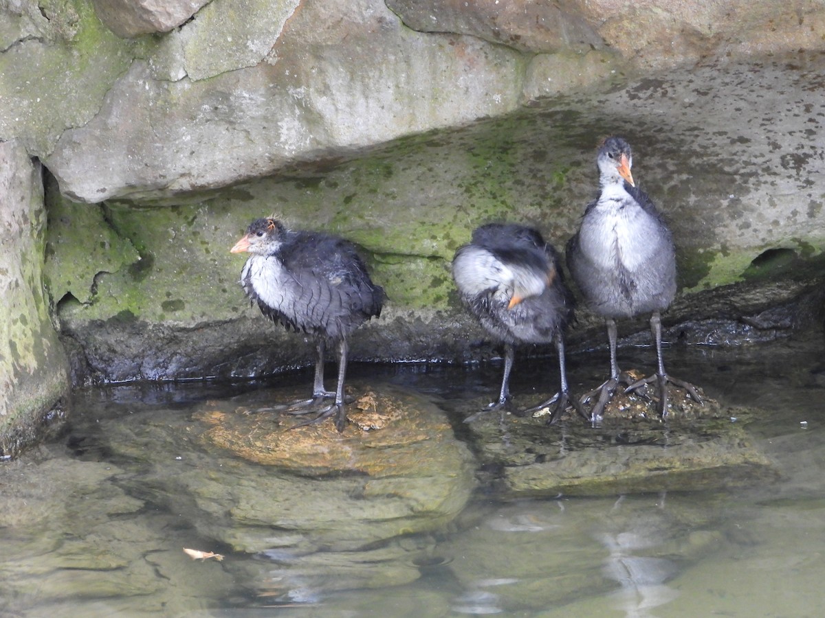 Eurasian Coot - valerie pelchat