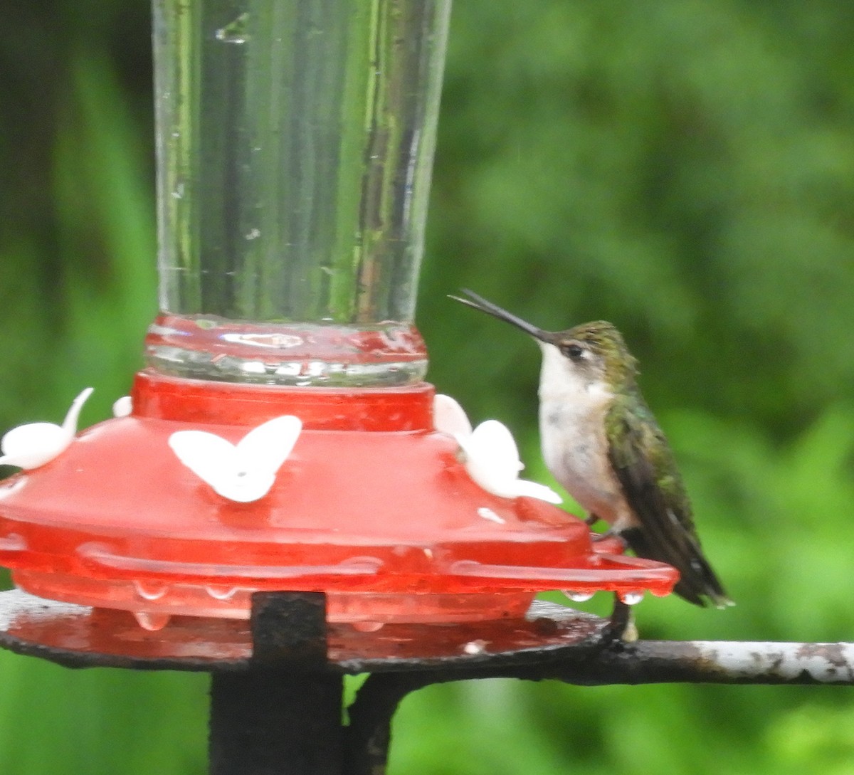 Ruby-throated Hummingbird - ML620487088