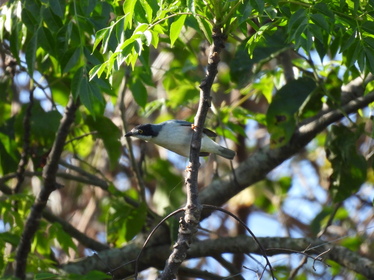 Hooded Tanager - ML620487093