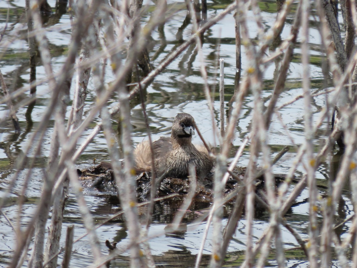 Pied-billed Grebe - ML620487094