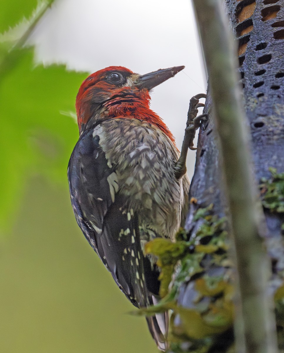 Red-breasted Sapsucker - ML620487096