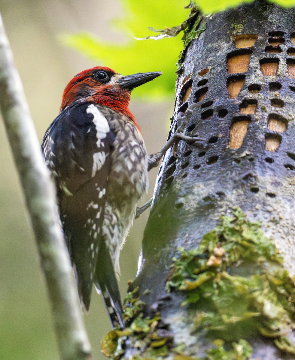 Red-breasted Sapsucker - ML620487097