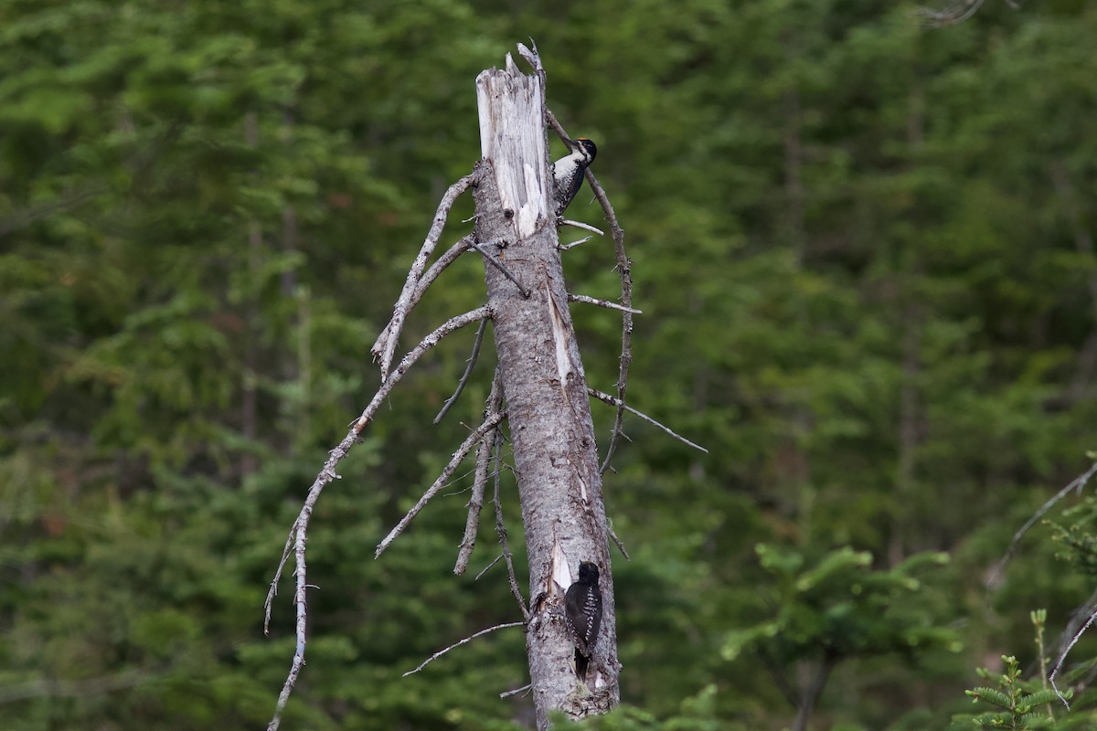 Black-backed Woodpecker - François-Xavier Grandmont