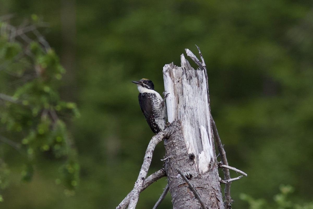 American Three-toed Woodpecker - ML620487099