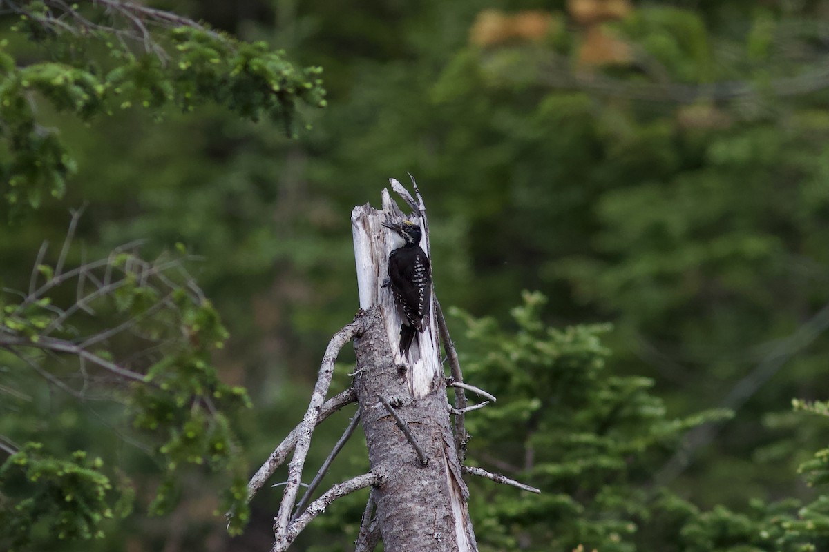 American Three-toed Woodpecker - ML620487100