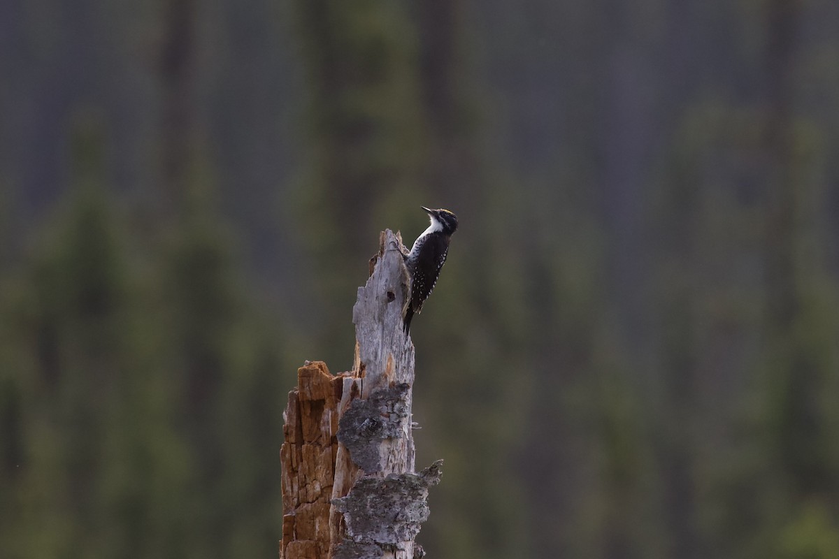 American Three-toed Woodpecker - ML620487101