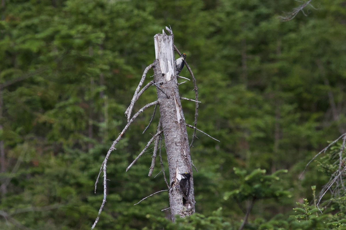 American Three-toed Woodpecker - ML620487102