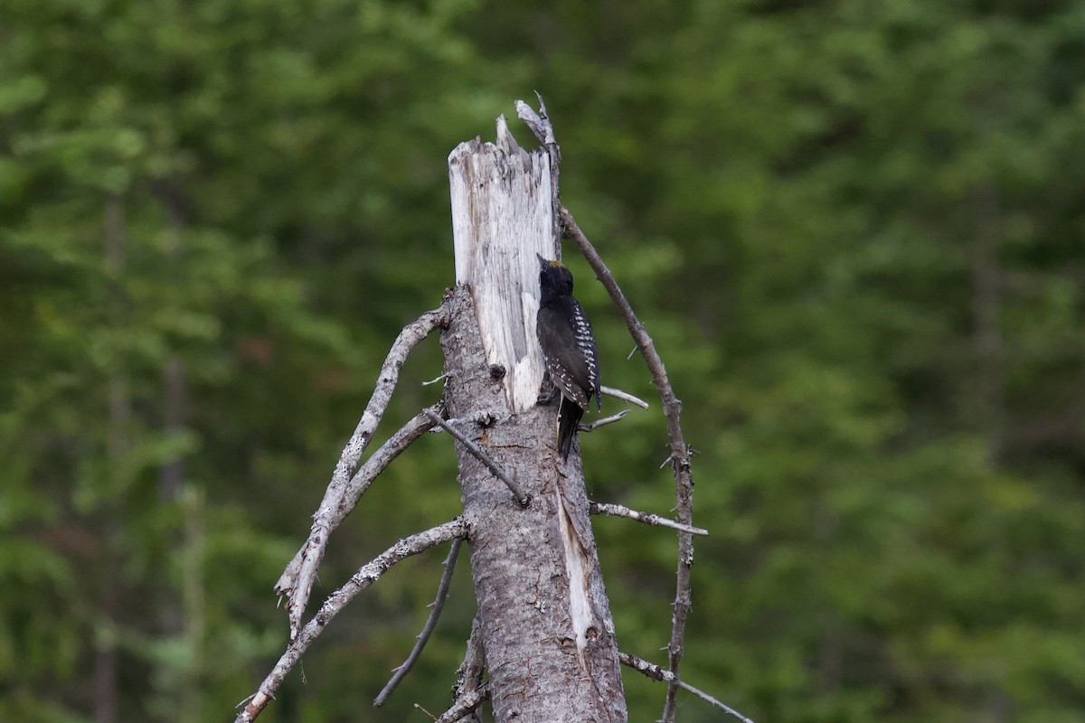 American Three-toed Woodpecker - ML620487103