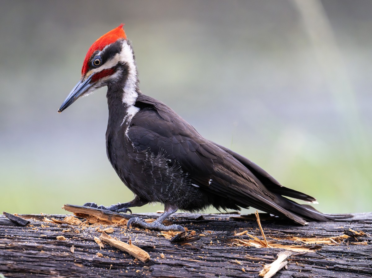 Pileated Woodpecker - ML620487109