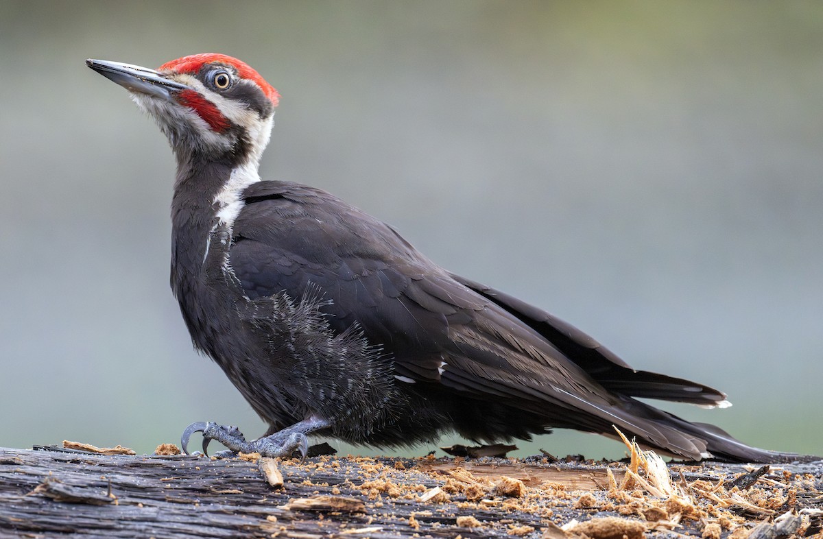 Pileated Woodpecker - ML620487110