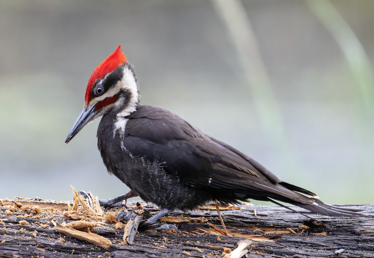 Pileated Woodpecker - ML620487111