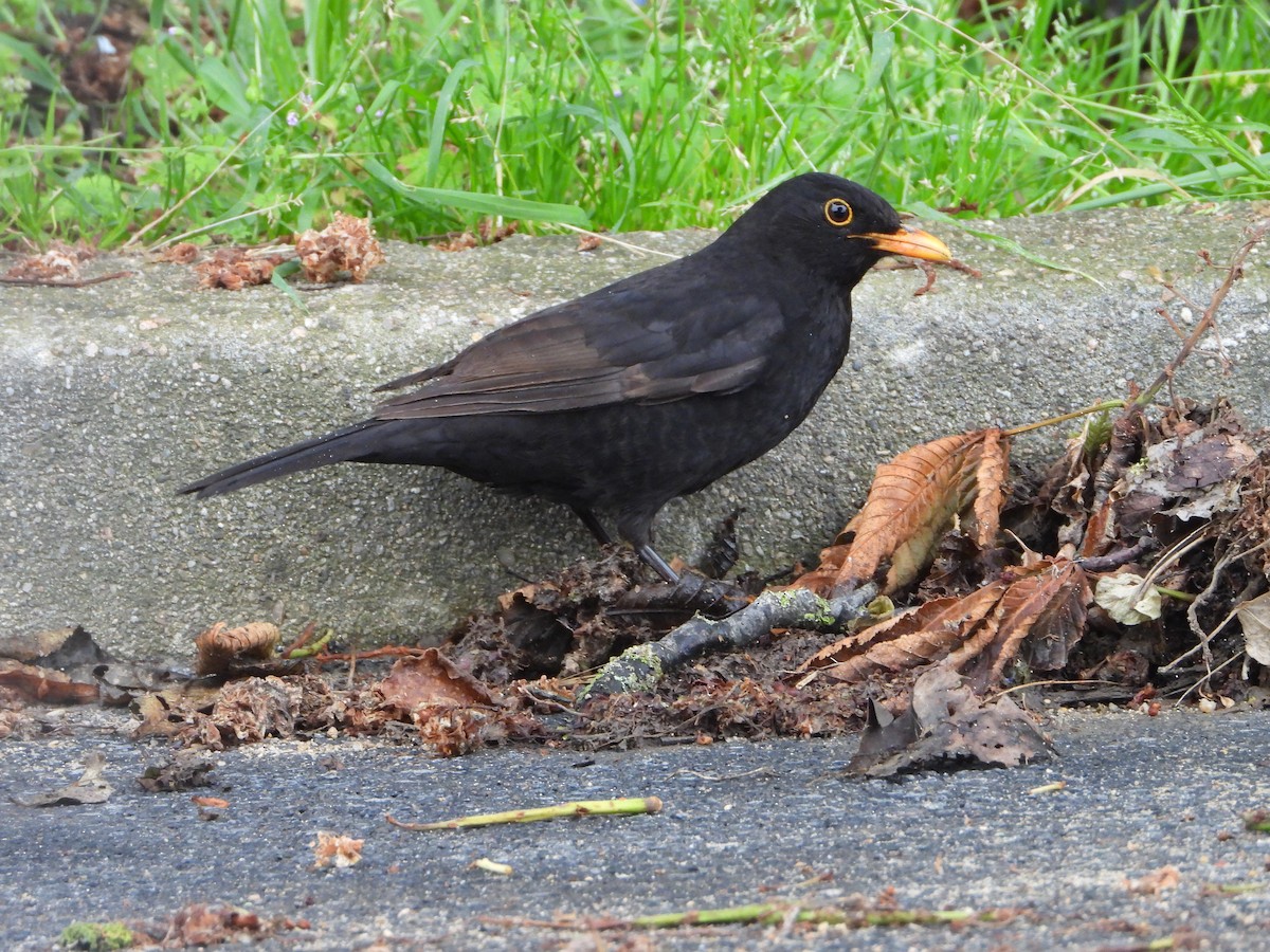 Eurasian Blackbird - ML620487113