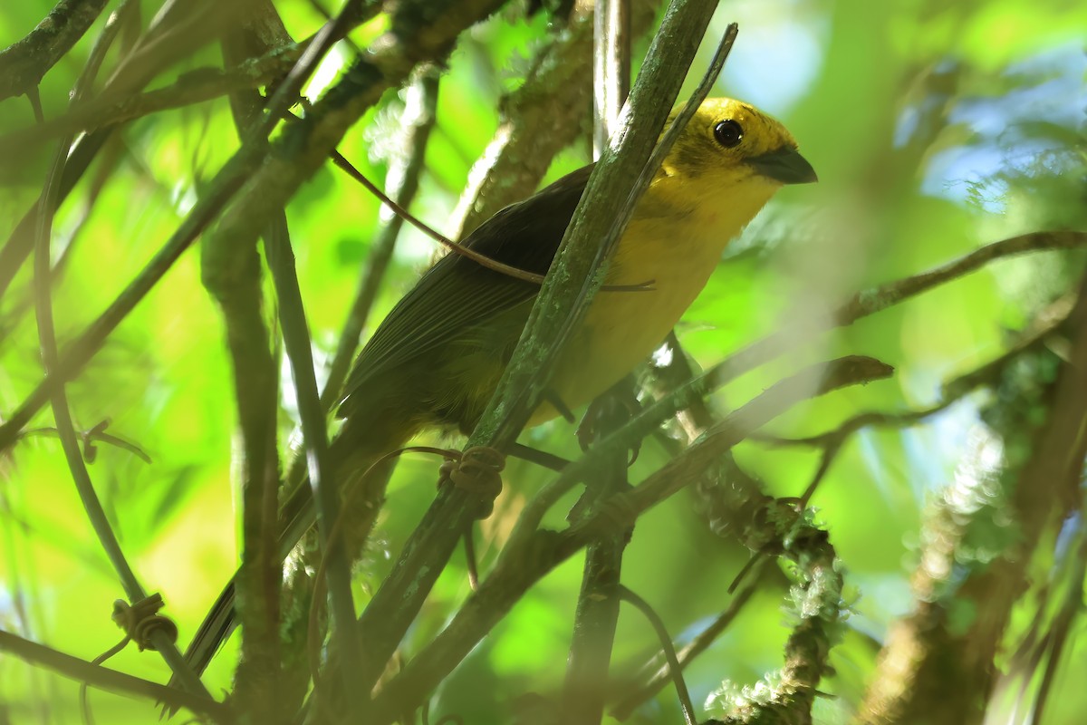 Yellow-headed Brushfinch - ML620487118