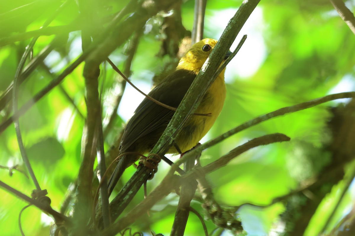 Yellow-headed Brushfinch - ML620487119