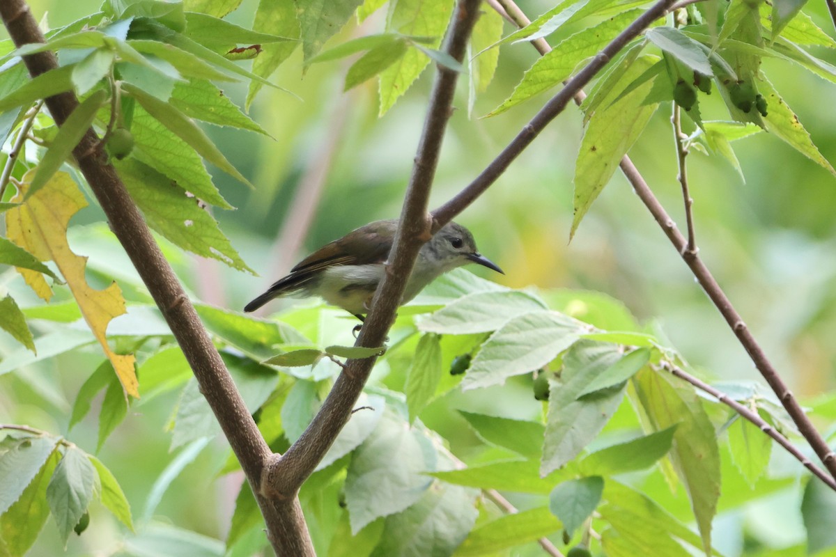 Brown-throated Sunbird - ML620487123