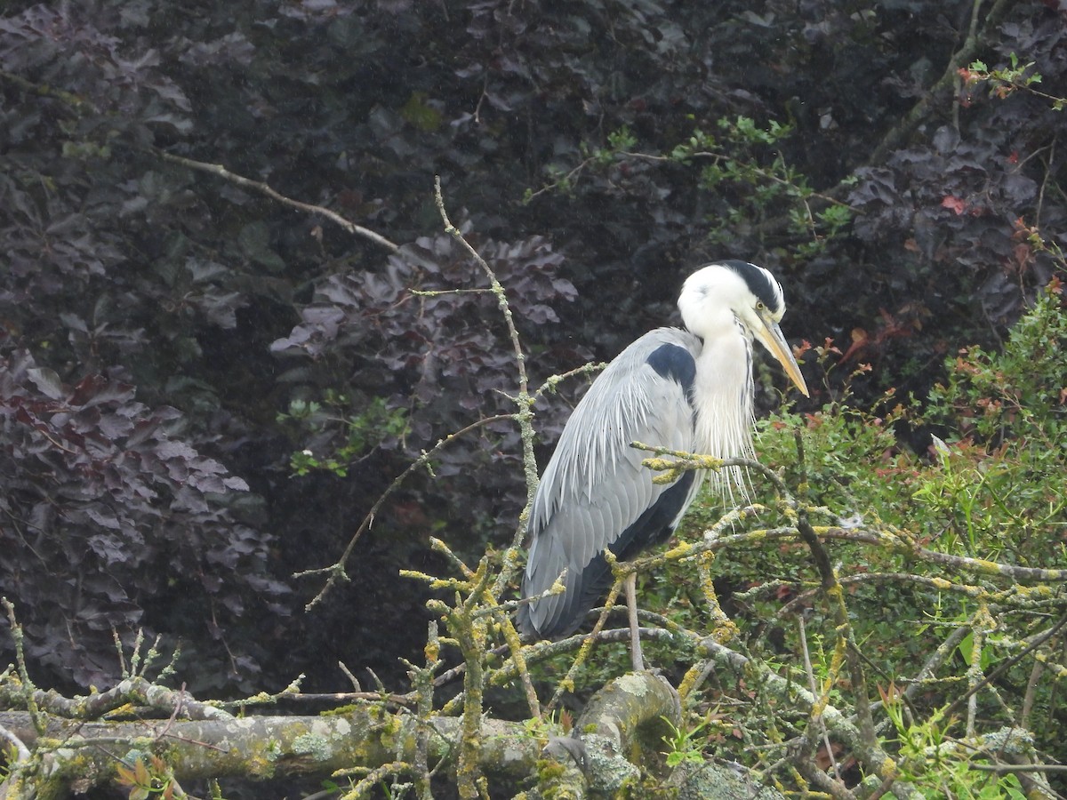 Gray Heron - ML620487124