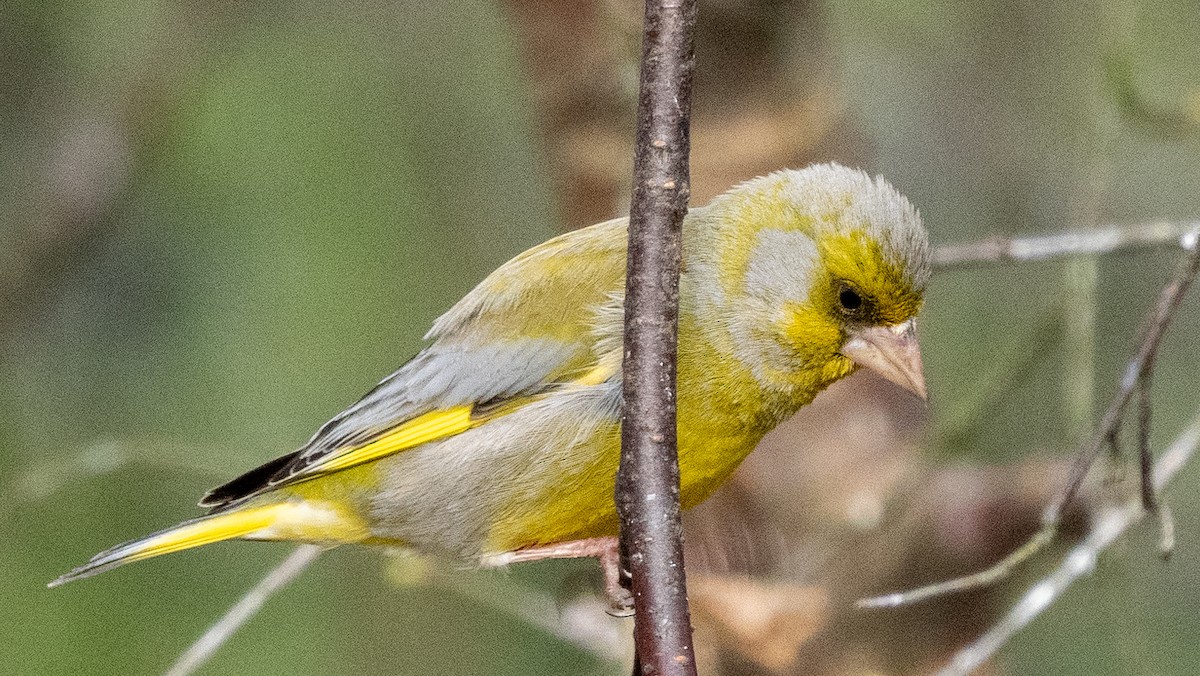 European Greenfinch - ML620487127