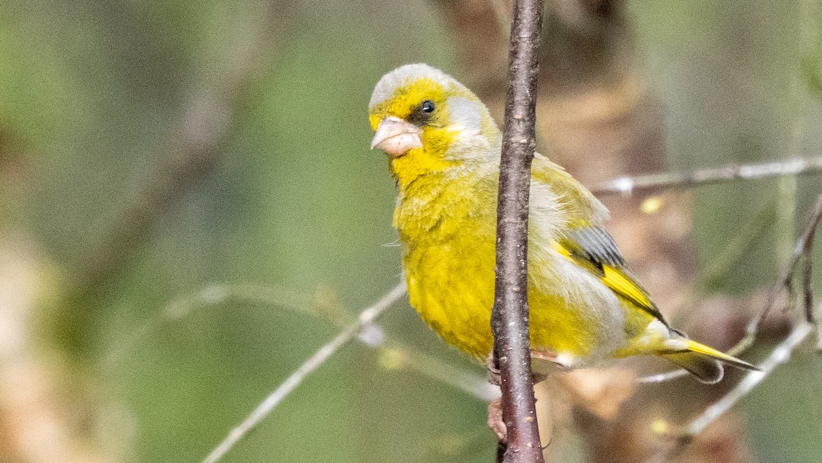 European Greenfinch - ML620487128