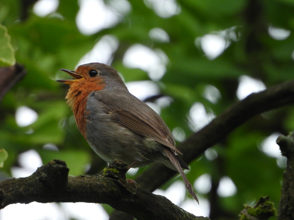 European Robin - ML620487130