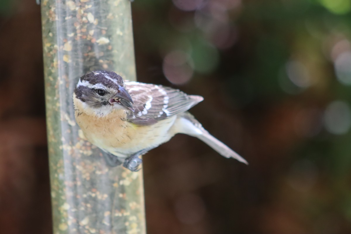 Black-headed Grosbeak - ML620487134