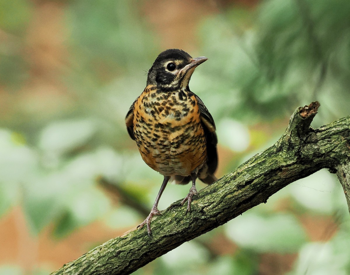 American Robin - ML620487135