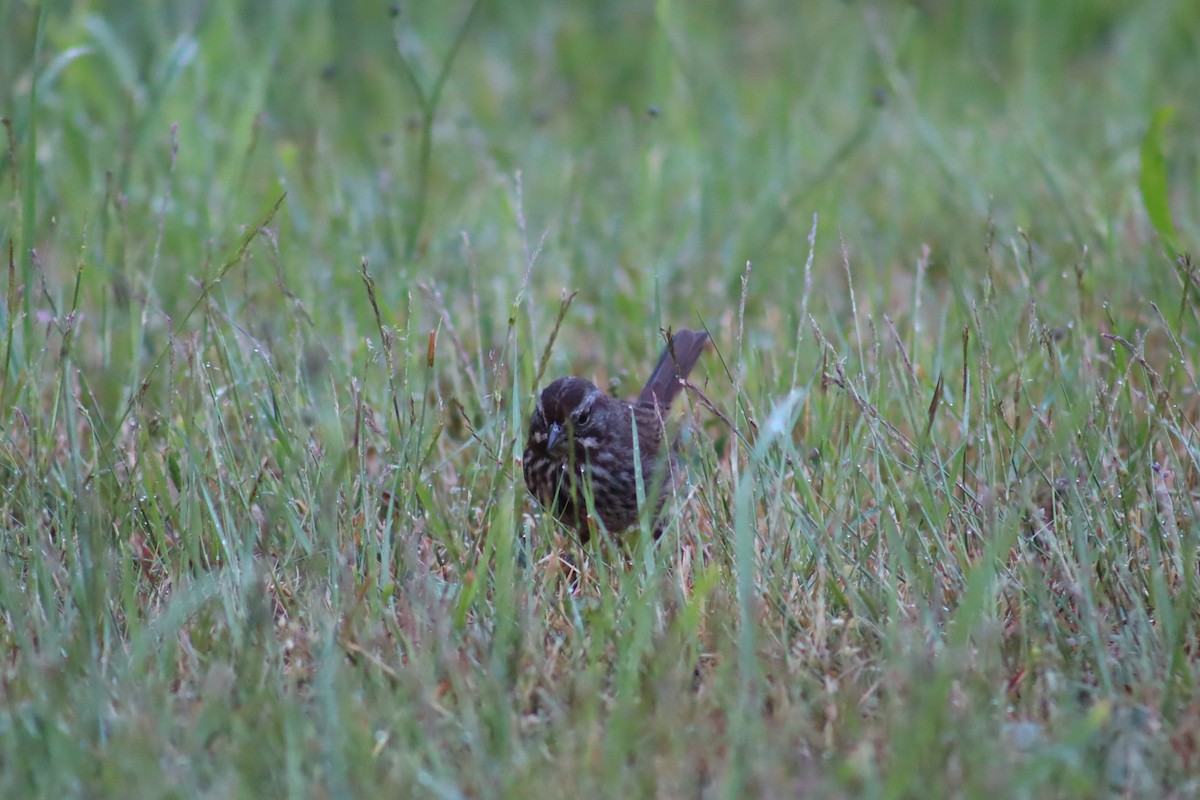 Song Sparrow - Kris Christiansen