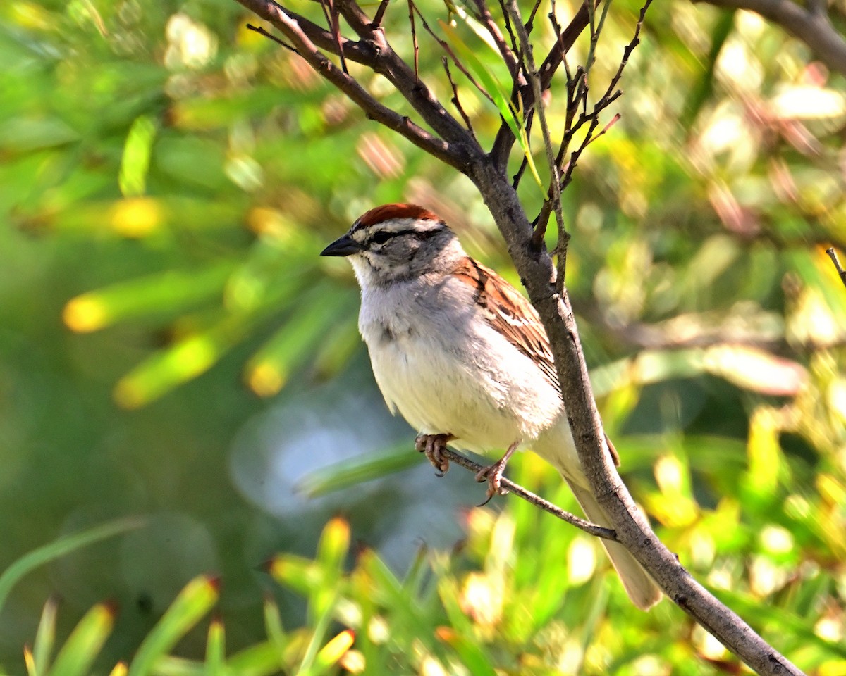 Chipping Sparrow - ML620487150